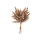 Mocha Pampas Grass Bundle