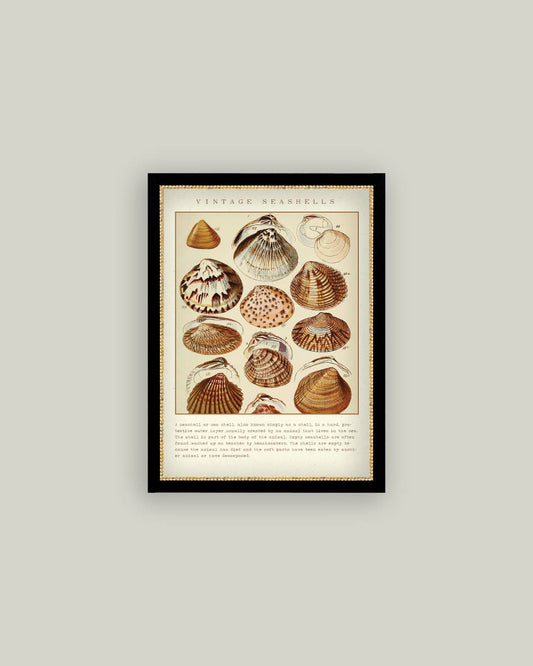 Seashells Framed Antique Art