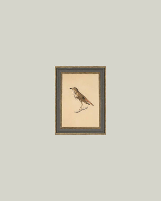 Bird Framed Antique Art