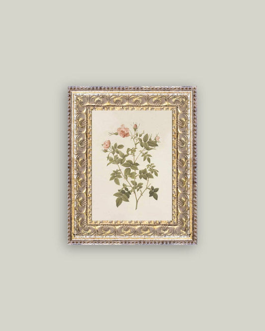 Rosa Framed Antique Art