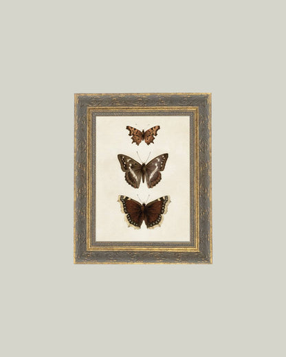 Three Butterflies Framed Antique Art